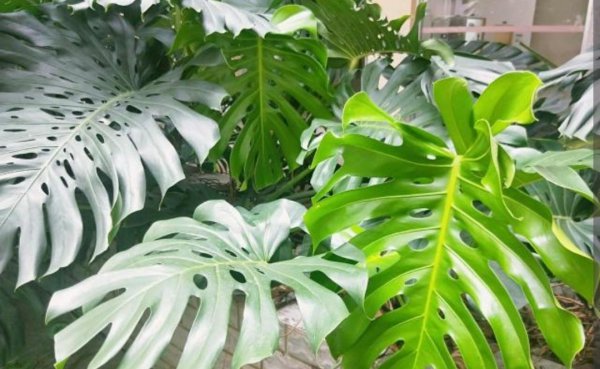 常见家养绿植有哪些