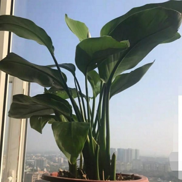 常见家养绿植有哪些
