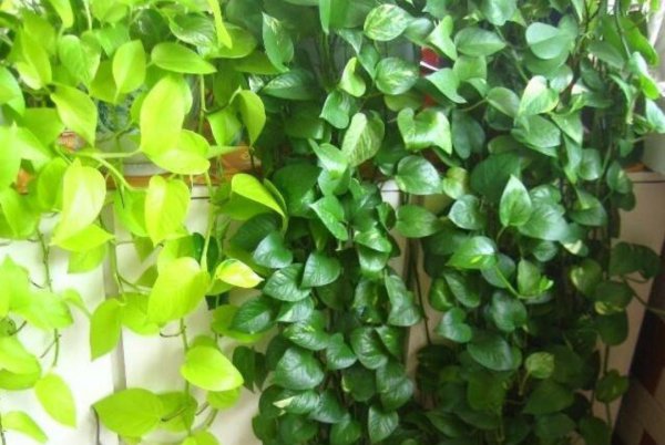 常见家养绿植有哪些