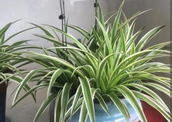 常见家养绿植有哪些
