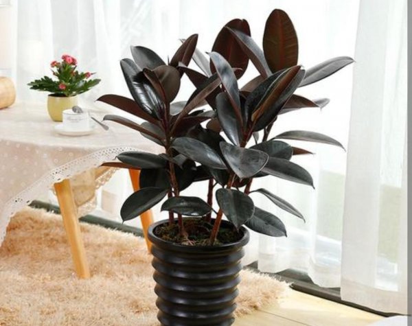常见家养绿植有哪些