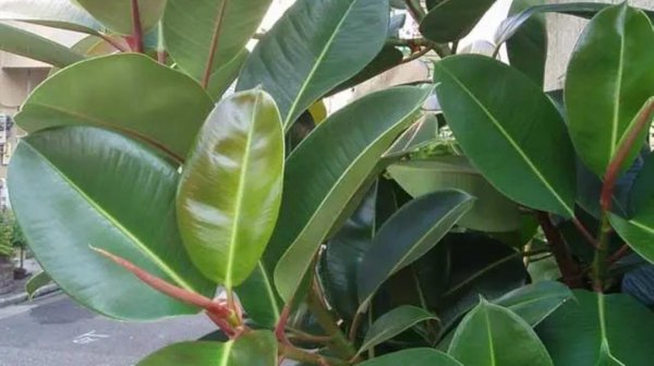 常见家养绿植有哪些