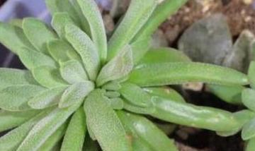 多肉植物有哪些稀有的种类