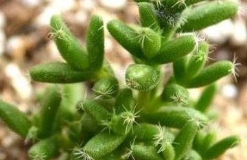 多肉植物有哪些稀有的种类