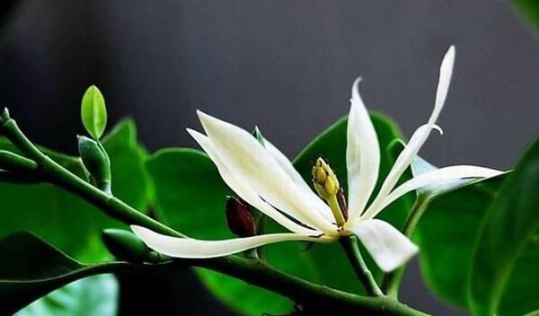 白兰花图片和养殖方法
