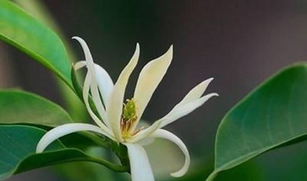 白兰花图片和养殖方法