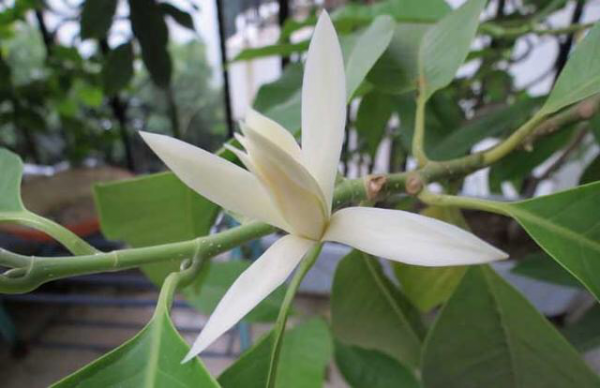 白兰花图片和养殖方法