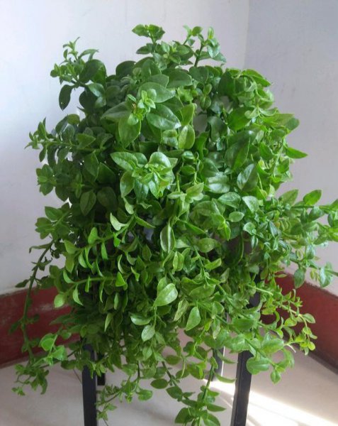 牡丹吊兰怎样快速生根