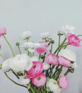 洋牡丹的寓意是什么 洋牡丹的花语和象征