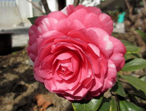 茶花什么品种好看