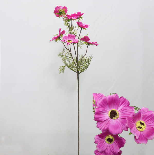 大波斯菊的花语是什么
