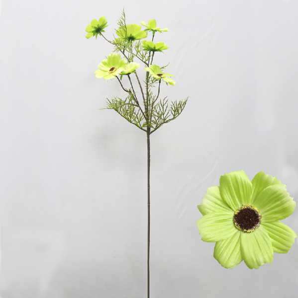 大波斯菊的花语是什么