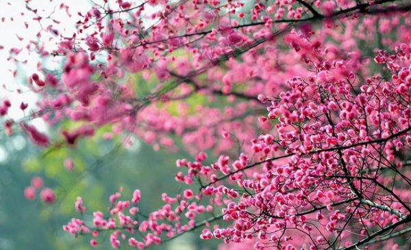 冬月有什么花开放