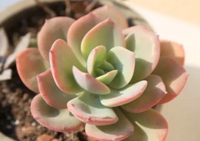 景天科多肉植物怎么养 景天科多肉养护要点