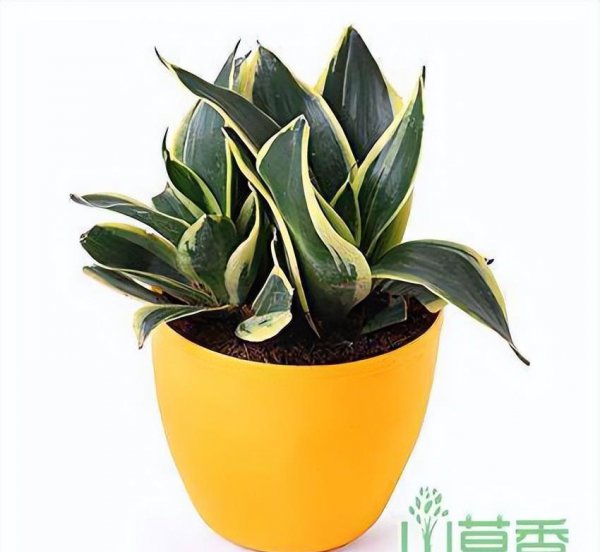 虎皮兰好看的品种有哪些