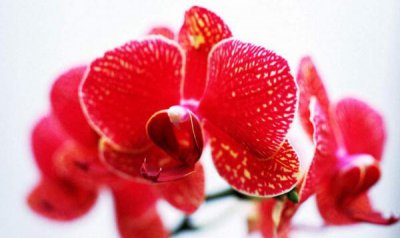 蝴蝶兰寓意是什么意思 蝴蝶兰的花语和象征