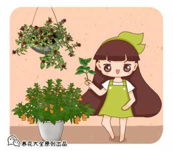 吊兰种类的绿植有哪些 十种常见的吊兰排名