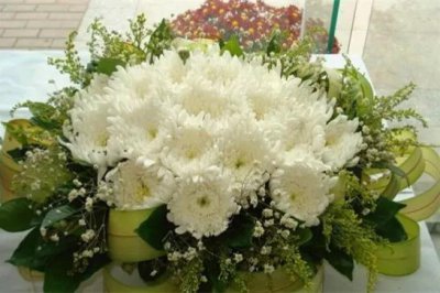 白菊花的象征意义是什么 白菊花的寓意与花语