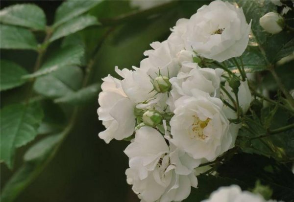 白蔷薇花语是什么意思