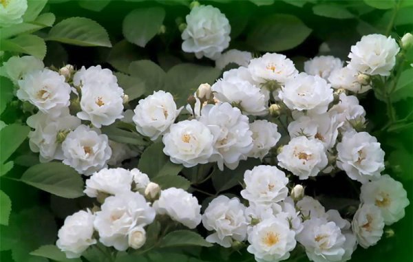 白蔷薇花语是什么意思