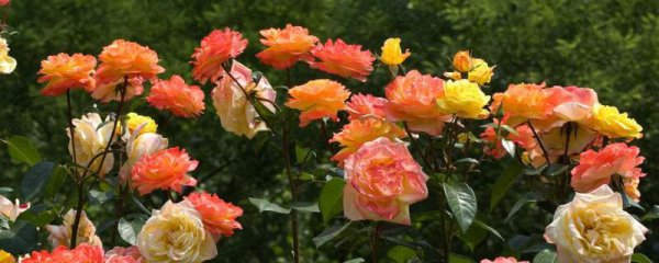 六月花有哪些品种
