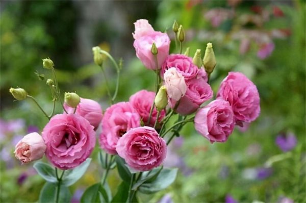 六月花有哪些品种