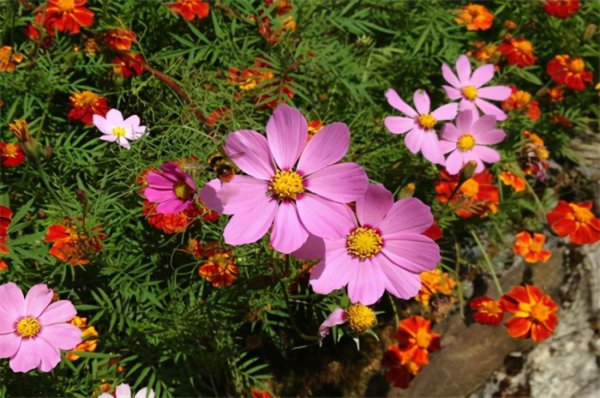 六月花有哪些品种
