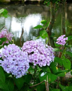 八仙花种类有哪些 最常见的八仙花品种介绍