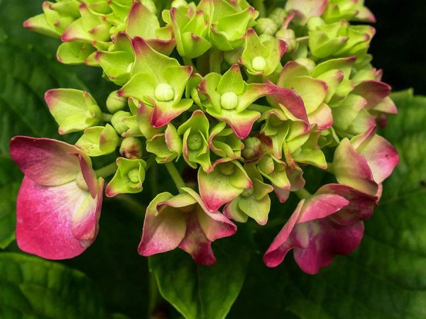 八仙花种类有哪些