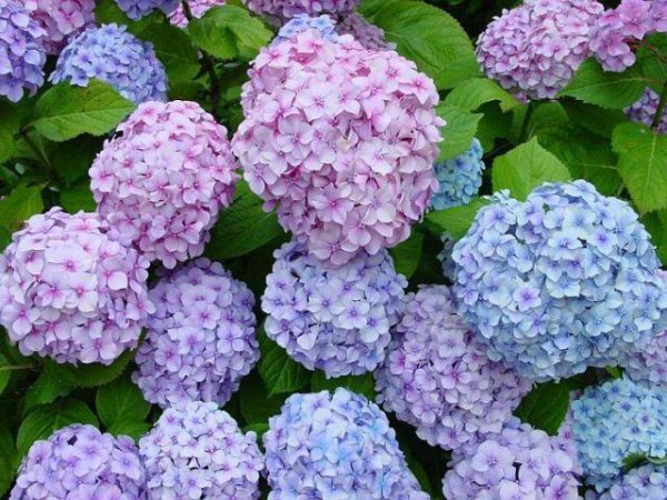 八仙花种类有哪些