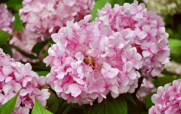 八仙花种类有哪些