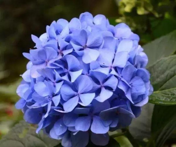 八仙花种类有哪些