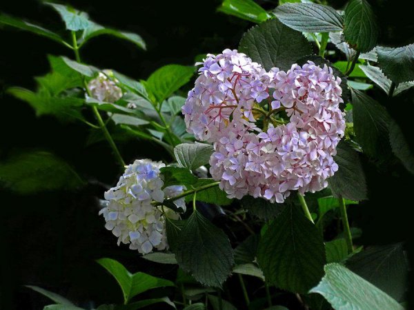 八仙花种类有哪些