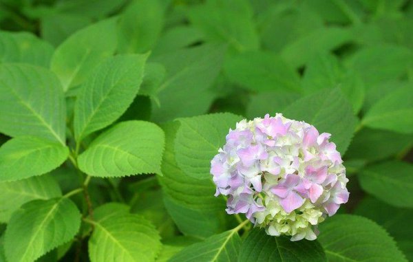 八仙花种类有哪些