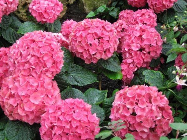 八仙花种类有哪些