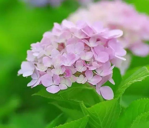八仙花种类有哪些