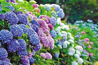 八仙花种类有哪些