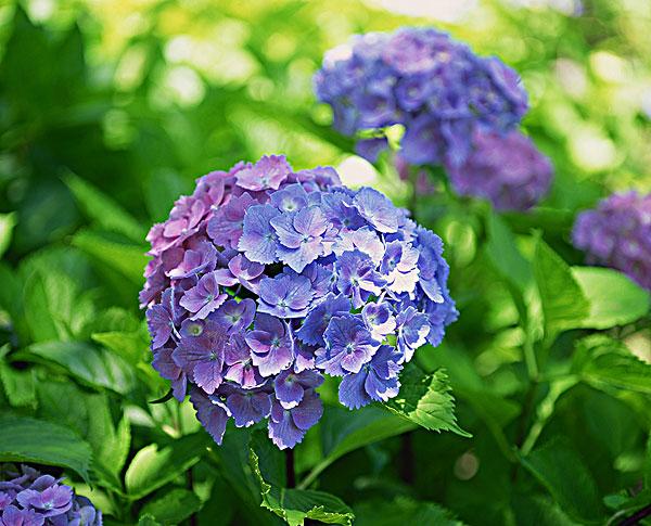 八仙花种类有哪些