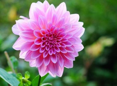 大丽花的花语是什么意思 描述大丽花代表的含义