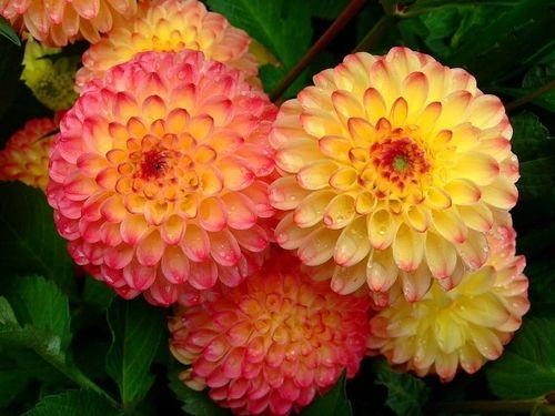 大丽花的花语是什么意思