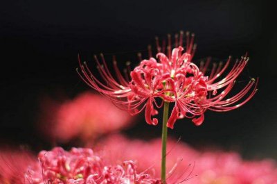 曼珠沙华和彼岸花的花语是什么 了解曼珠沙华的寓意和象征