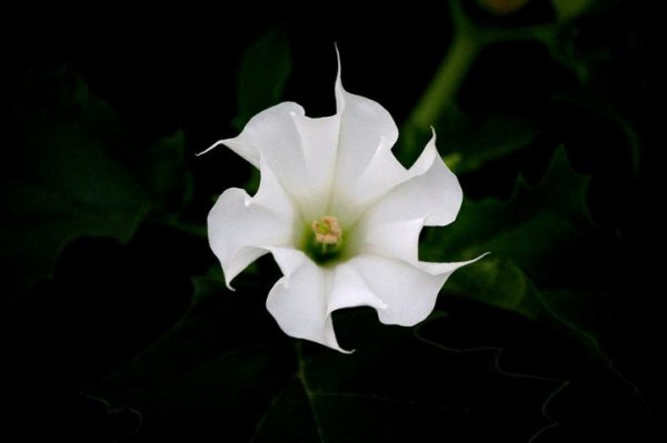 曼珠沙华和彼岸花的花语是什么