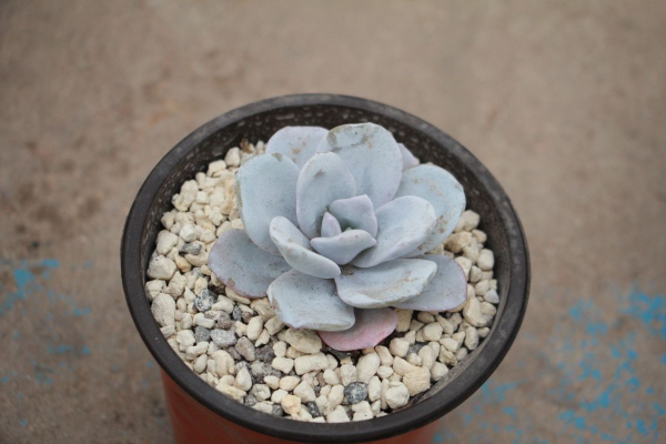 多肉植物怎么养才好