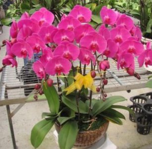 冬天盛开的花朵有哪些 代表冬季的花卉介绍