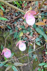 硬叶兰的花期是多少天 硬叶兰图片简介及养殖方法