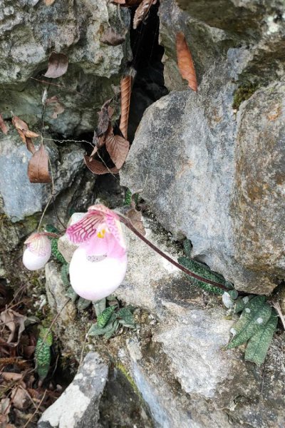 硬叶兰的花期是多少天
