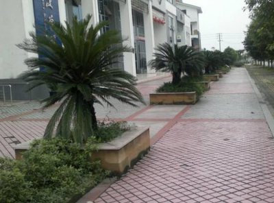 七彩铁树有什么寓意 简述铁树代表的意义