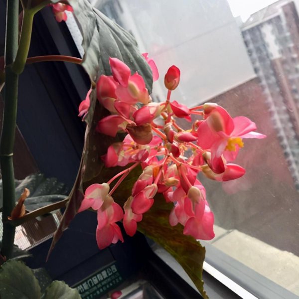 秋海棠的品种有哪些