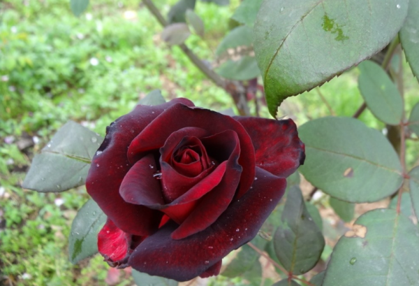 黑玫瑰真正的花语是什么