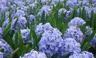 风信子花语及代表意义 风信子的寓意和传说